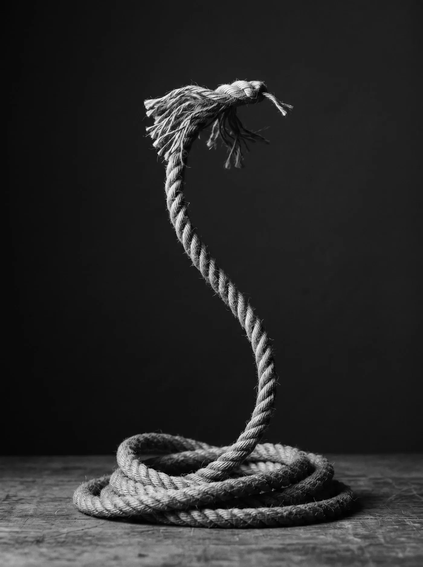 A length of rope rising and coiling like a cobra, the snake that was always a rope.